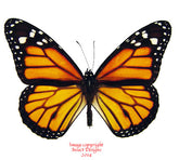 Danaus plexippus (Colombia) - male A2