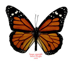 Danaus plexippus (Peru)