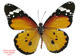 Danaus chrysippus (Philippines) A-