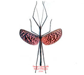 Diesbachia tamyris (Malaysia) - female