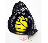 Delias blanca (Philippines) A-