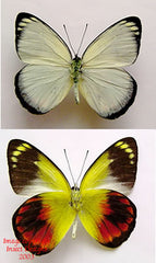 Delias caeneus (Seram) - male