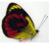 Delias caeneus (Seram) - female