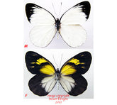 Delias diaphana sachagutti (Philippines) A-