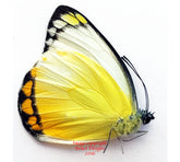 Delias ennia multicolor (Biak) A-