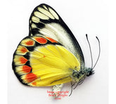 Delias fasciata (Sumba) A-