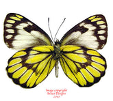 Delias ganymedes halconensis (Philippines)
