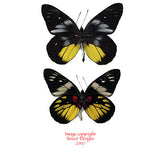 Delias hiningia (Philippines) A-