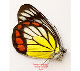 Delias hyparete mindorensis (Philippines)