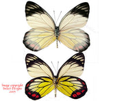 Delias hyparete luzonensis (Philippines)