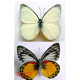 Delias oraia (Seram)