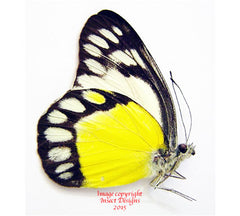 Delias themis kawamurai (Philippines)