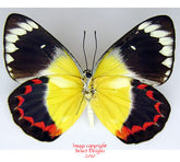 Delias timorensis moaensis (Moa) - male