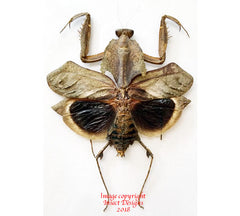 Deroplatys desiccata (Malaysia)