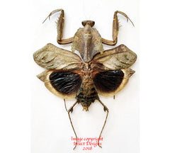 Deroplatys desiccata (Malaysia) - female