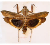Deroplatys desiccata (Malaysia) - male