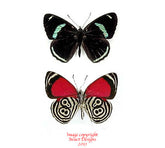 Diaethria clymena (Peru) A-