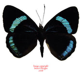 Diaethria neglecta (Peru)