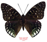 Dichorragia ninus ninus (Seram)