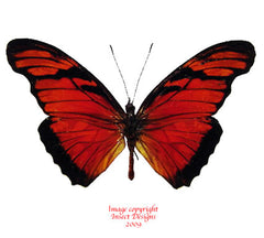 Dione juno (Colombia) A2