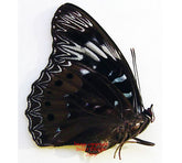 Dichorragia nesimachus peisistratus (Philippines) - female