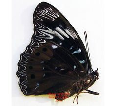 Dichorragia nesimachus peisistratus (Philippines) - female