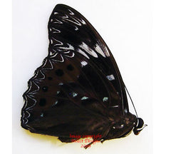 Dichorragia nesimachus peisistratus (Philippines) - male