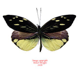 Dismorphia nemesis (Peru) A-