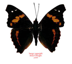 Doxocopa elis (Peru)