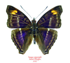 Doxocopa pavon (Peru)