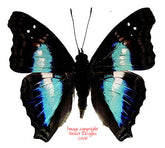 Doxocopa lavinia (Peru)