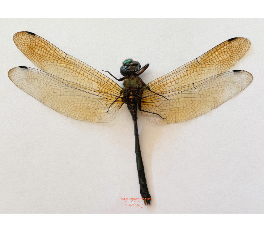 Dragonfly sp.2 (Java)