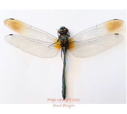 Dragonfly sp.1 (Java)