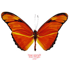 Dryas julia (Peru)