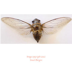 Dundubia spiculata (Thailand) A2