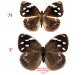 Dynastor darius (Colombia) - pair