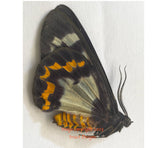 Dysphania cyane (Seram) A2