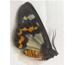 Dysphania cyane (Seram) A2