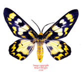 Dysphania numana (Seram)