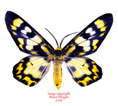 Dysphania numana (Seram)