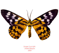 Dysphania subrepleta (Malaysia) A2