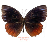 Elymnias hypermnestra (Seram) A-