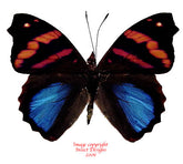 Epiphile orea (Peru) - male A-