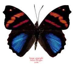 Epiphile orea (Peru) - male A-