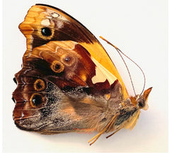 Epiphile orea (Peru) - female