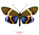 Eterusia repleta (Thailand) - male