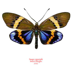 Eterusia repleta (Thailand) - female