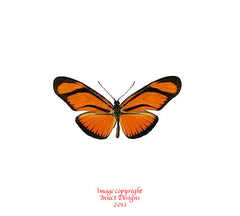 Eueides aliphera (Peru)