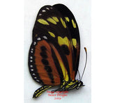 Eueides isabella (Peru)