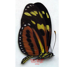 Eueides isabella (Peru)